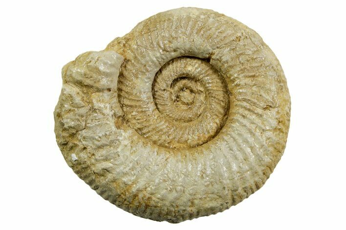 Jurassic Ammonite (Perisphinctes) Fossil - France #363583